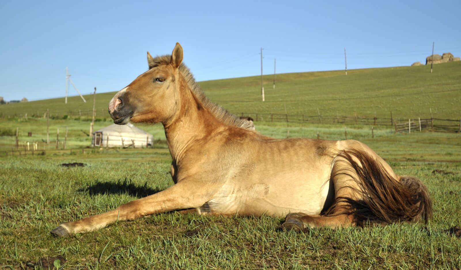 Nikon D90 sample photo. Horse, mare, animal photography
