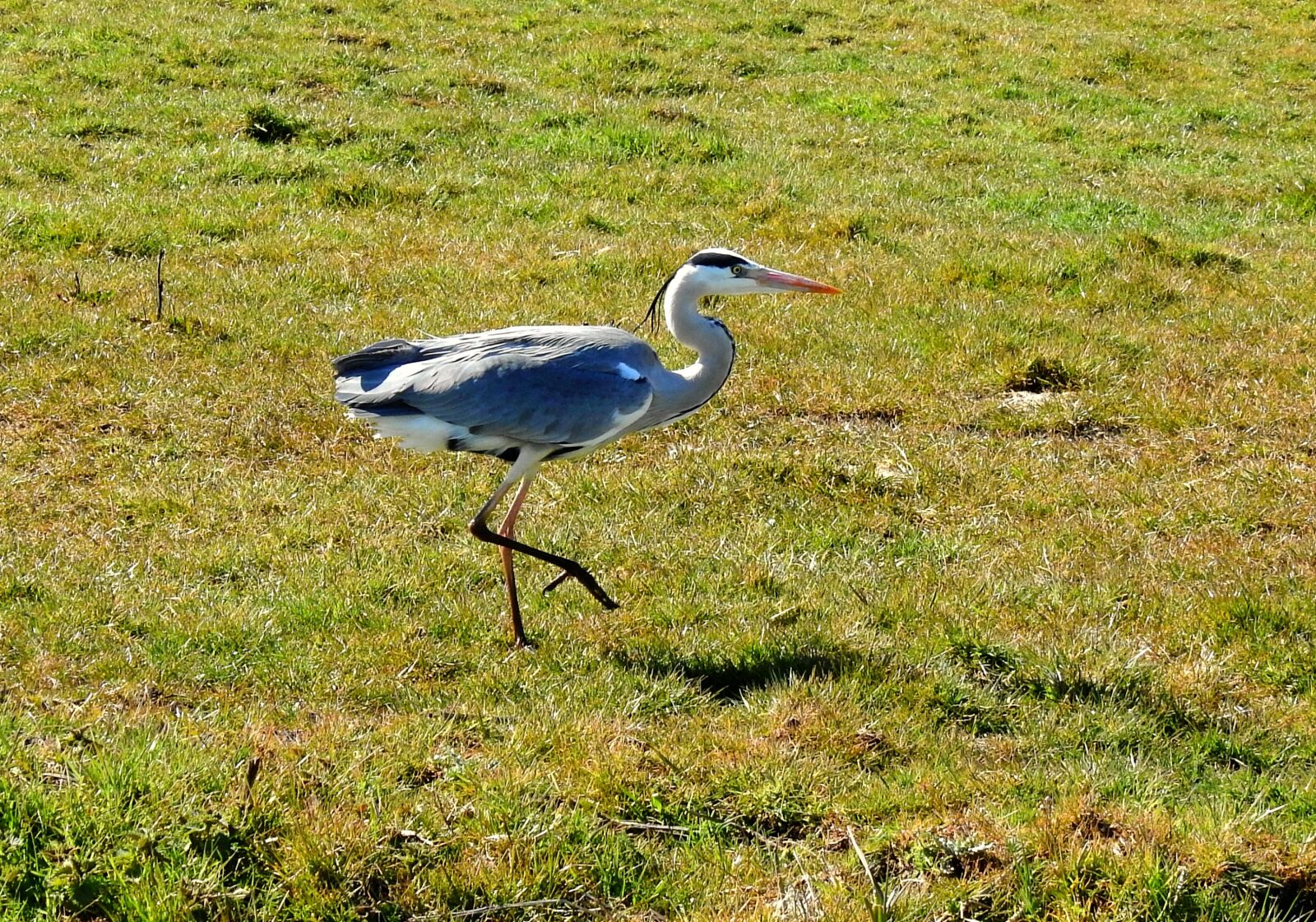 Nikon Coolpix P900 sample photo. Gray heron, wading bird photography