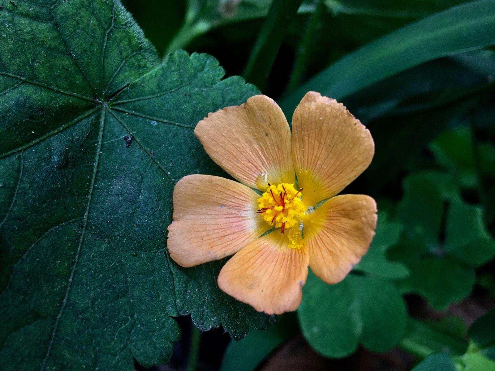Apple iPhone 6s Plus sample photo. Wild flower, yellow, nature photography