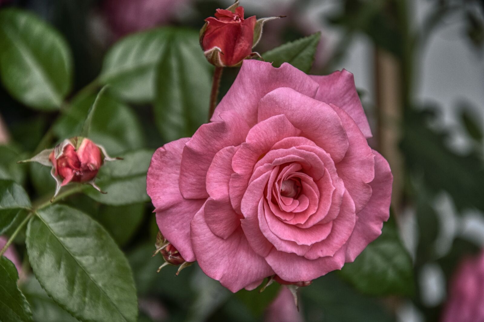 Nikon D5000 sample photo. Roses, rose bush, pink photography