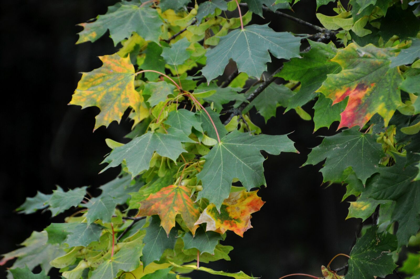 Nikon D3200 sample photo. Leaves, branch, maple photography