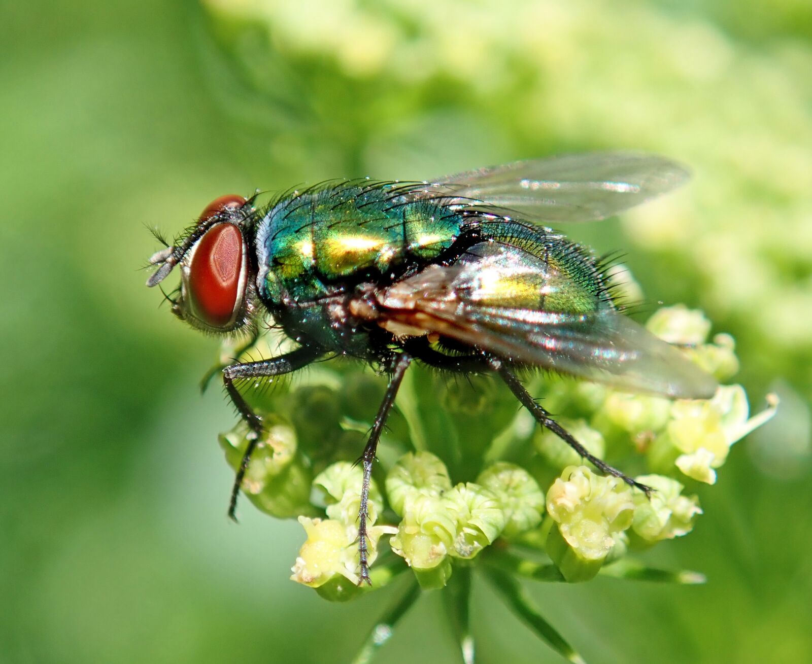 Olympus TG-5 sample photo. Fly, green, insect photography
