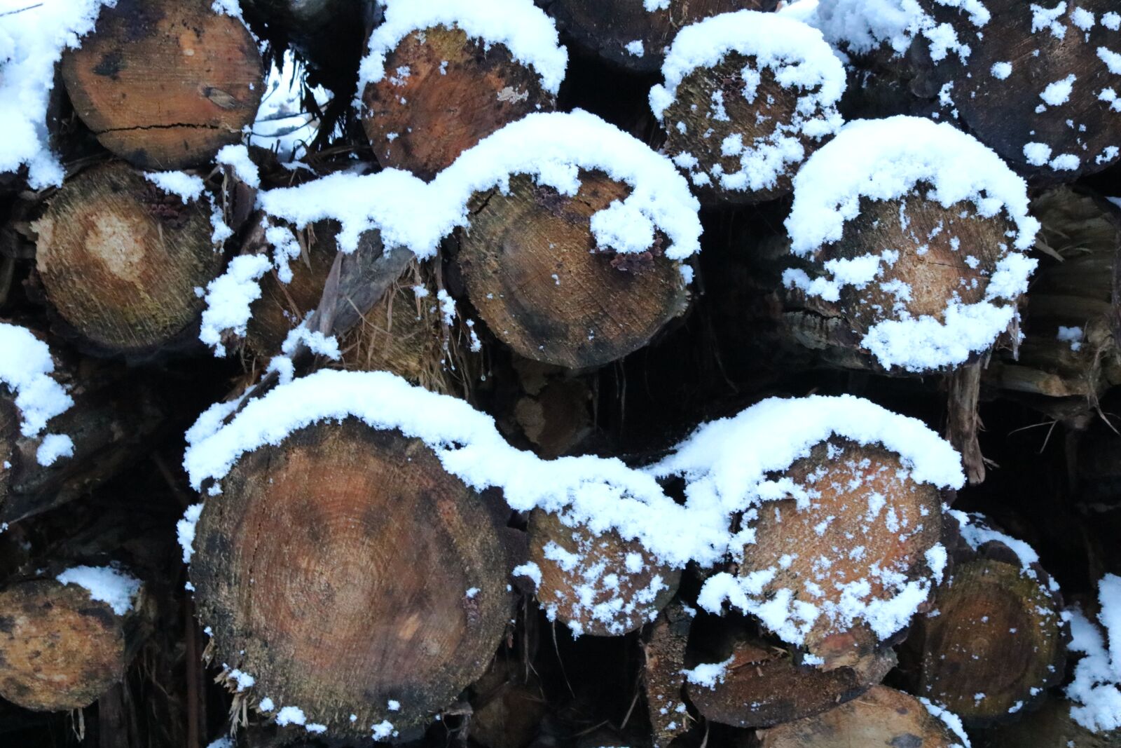 Canon EOS 750D (EOS Rebel T6i / EOS Kiss X8i) sample photo. Wood, holzstapel, winter photography