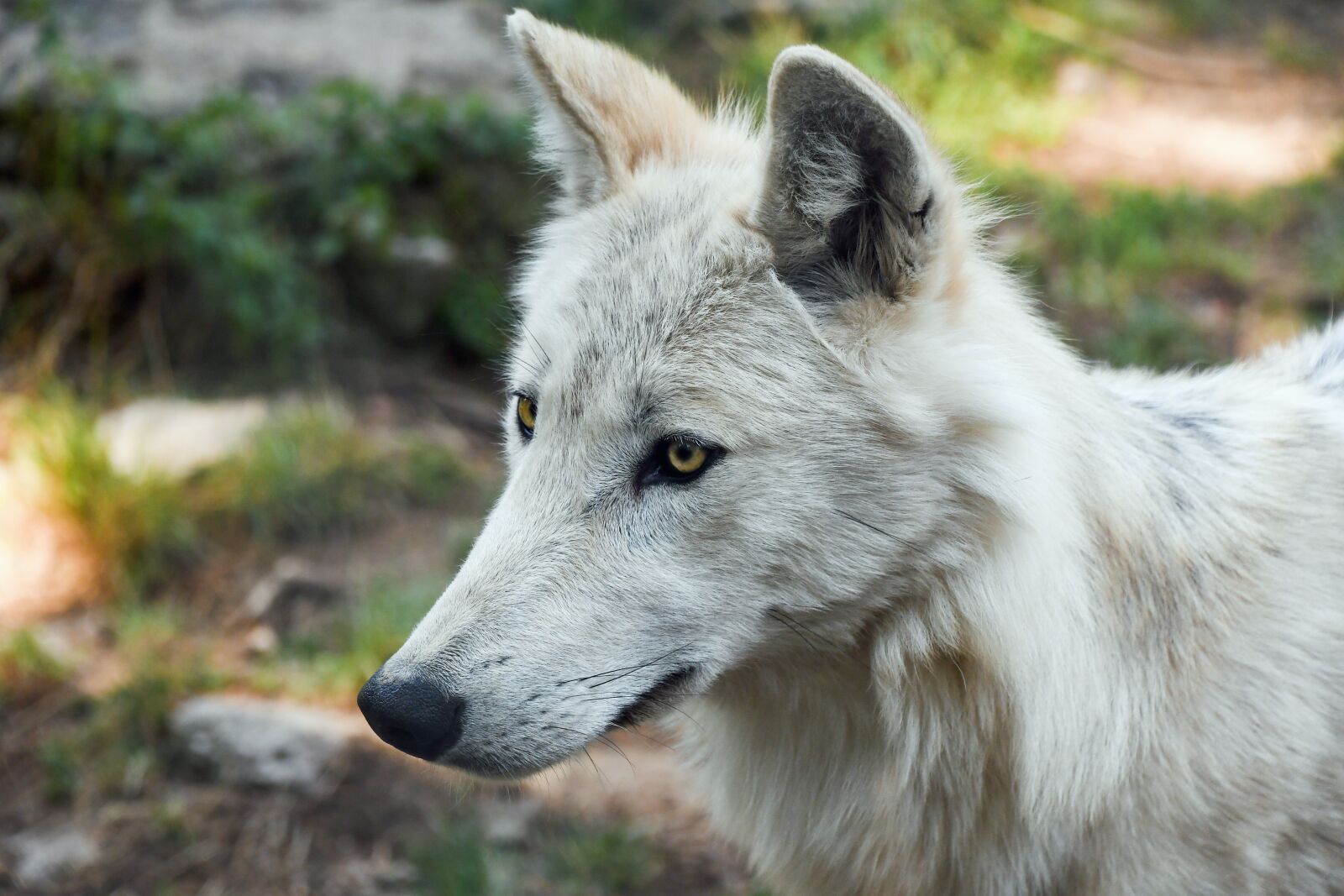 Nikon D500 sample photo. Wolf, young, predator photography