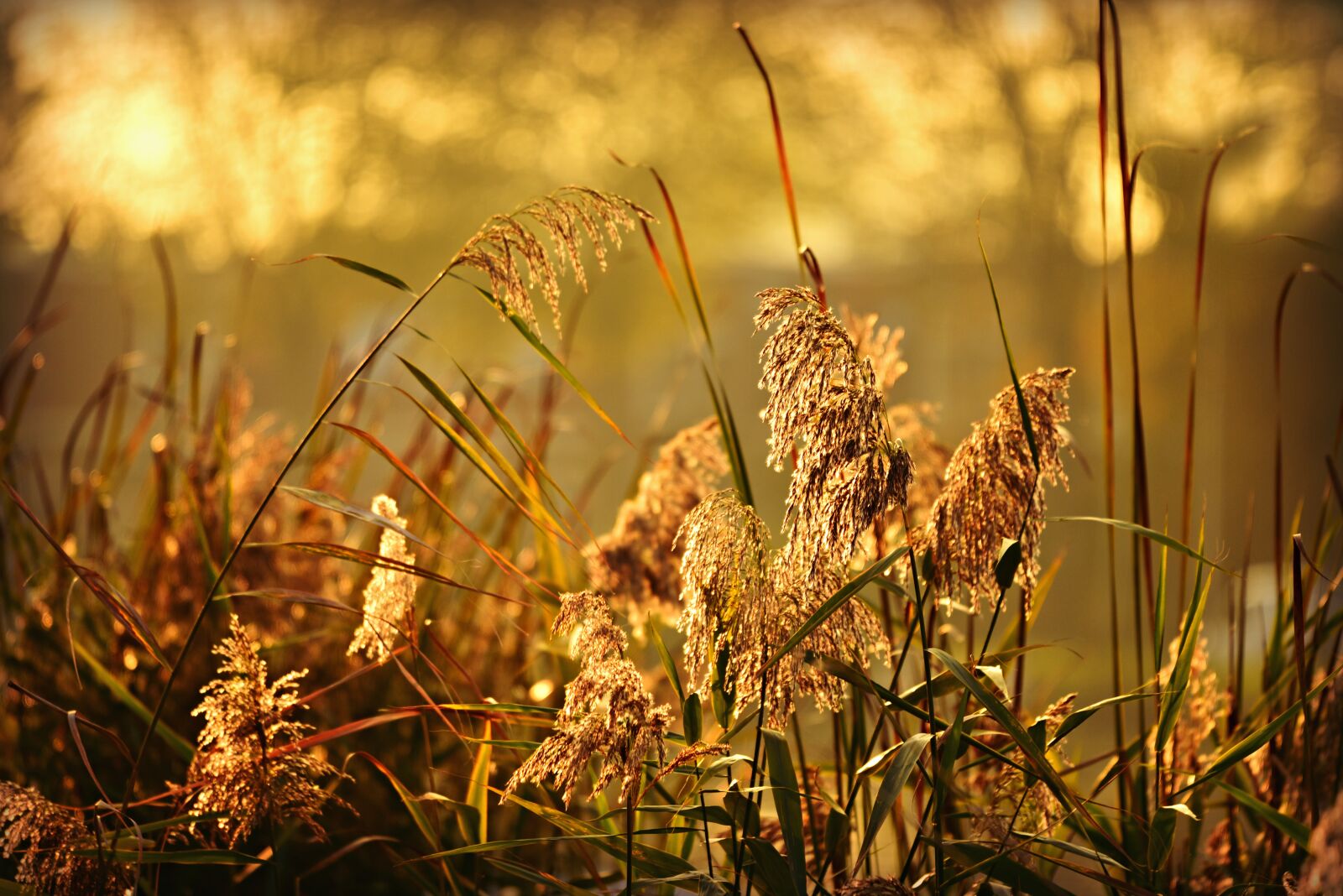 Nikon D750 sample photo. Phragmite, plume, plant photography