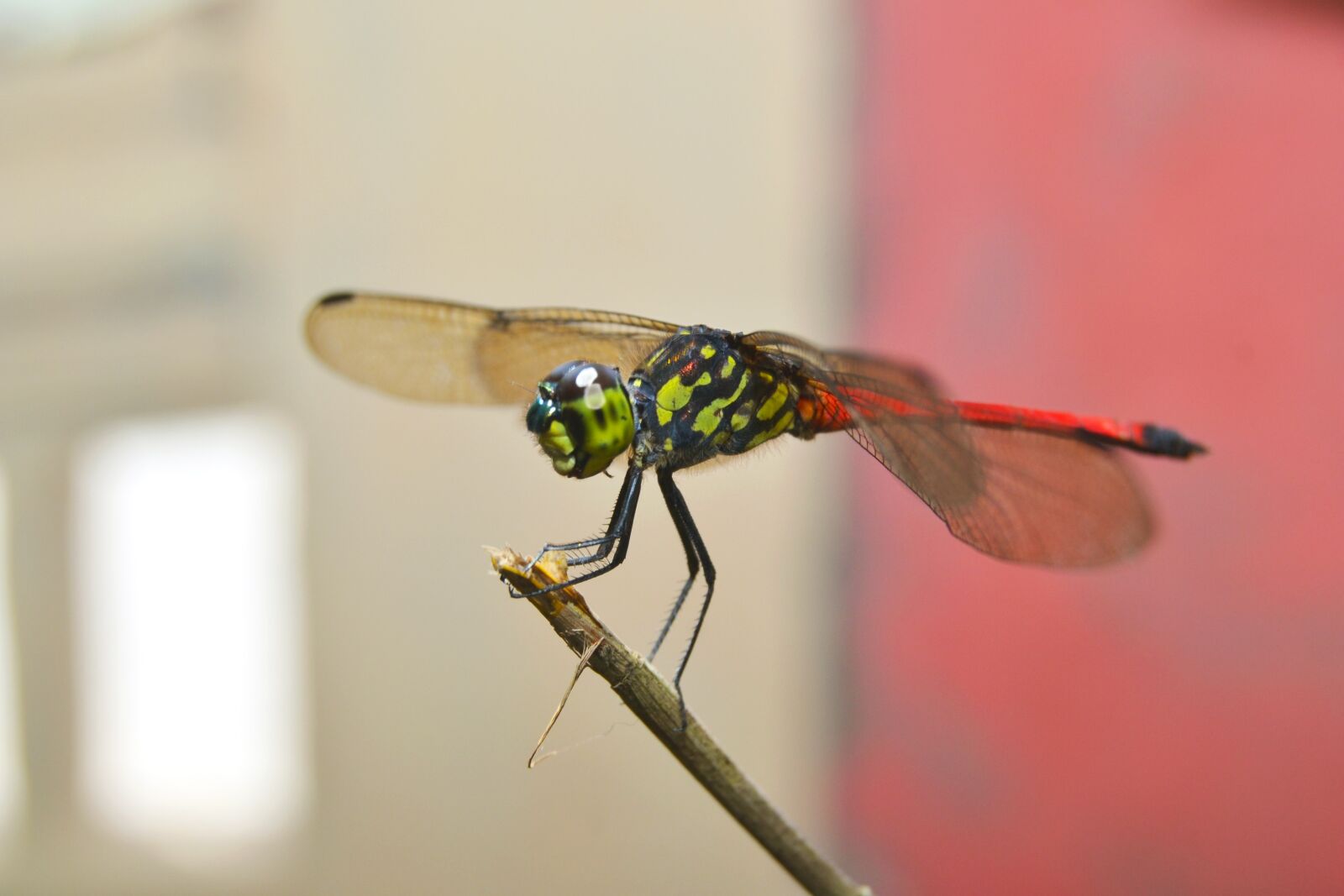 Nikon D3100 sample photo. Dragonflies, andarinyo, indonesia photography