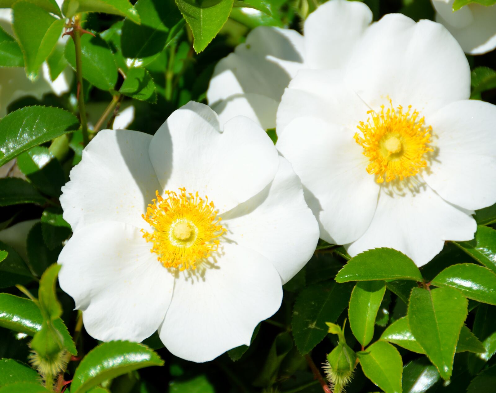 Nikon D7000 sample photo. Cherokee rose, white, state photography