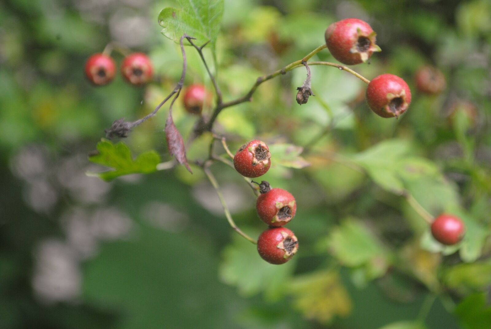 Nikon D3000 sample photo. Hawthorn, plant, shrub photography