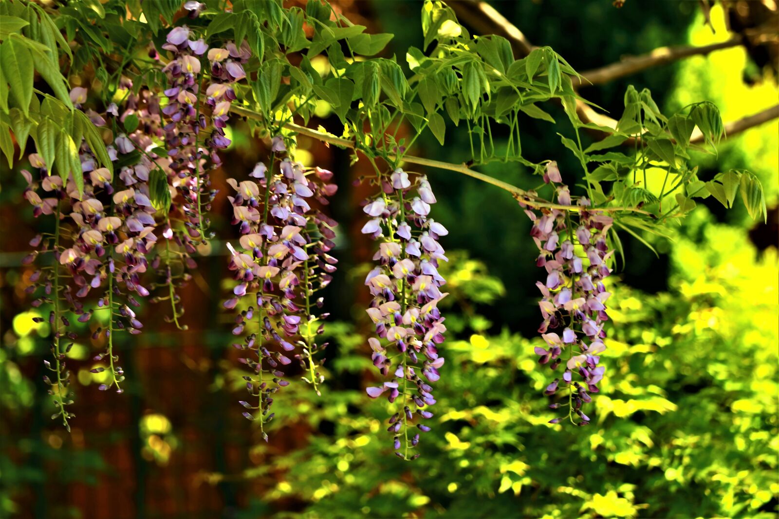Canon EOS 750D (EOS Rebel T6i / EOS Kiss X8i) sample photo. Summer, flowers, spring photography