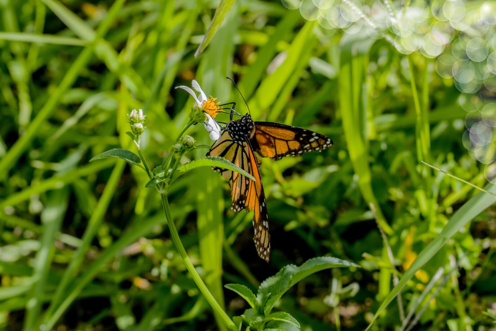 Nikon D3300 sample photo. Nature, insect, summer photography