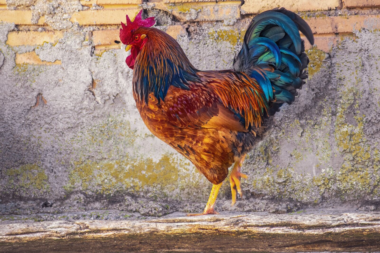 Nikon D3300 sample photo. Gallo, feathers, colorful photography
