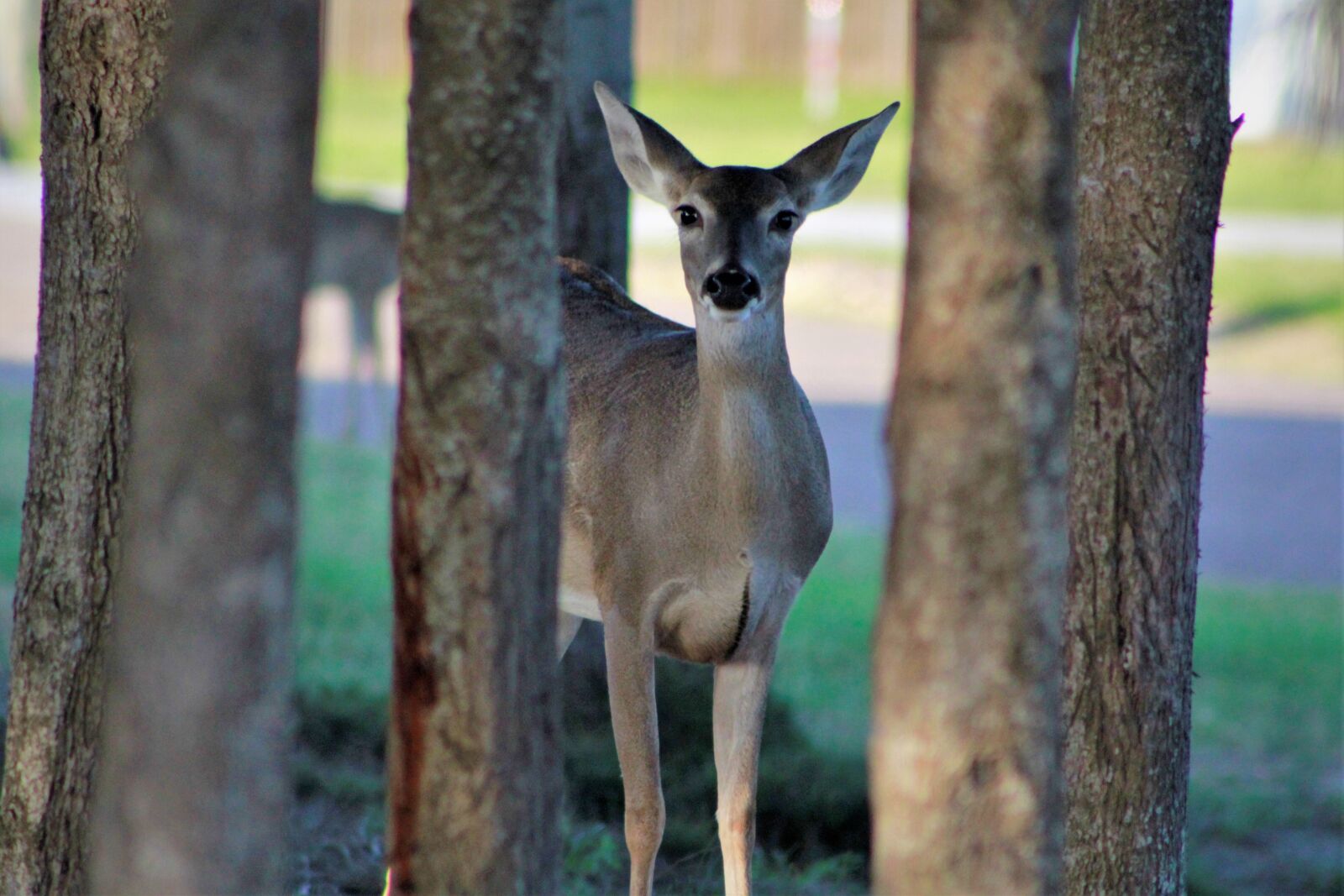 Canon EOS 60D sample photo. Doe, deer, hunts photography