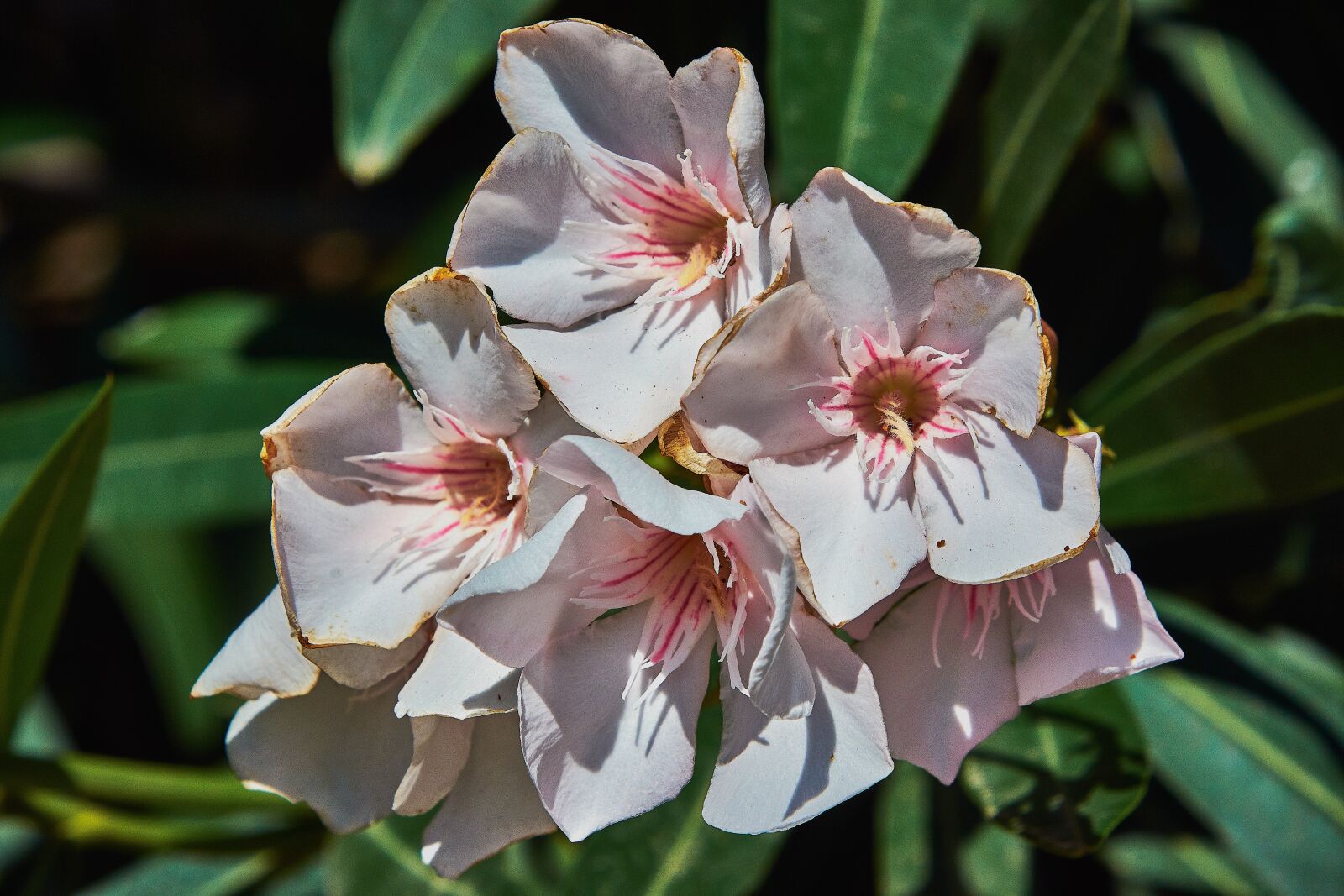 Nikon D7200 sample photo. Flower, white, plant photography