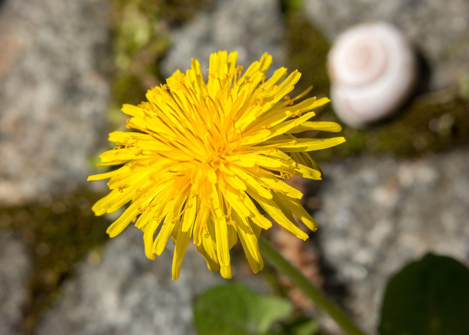 Samsung NX300M sample photo. Dandelion, snail, shell photography