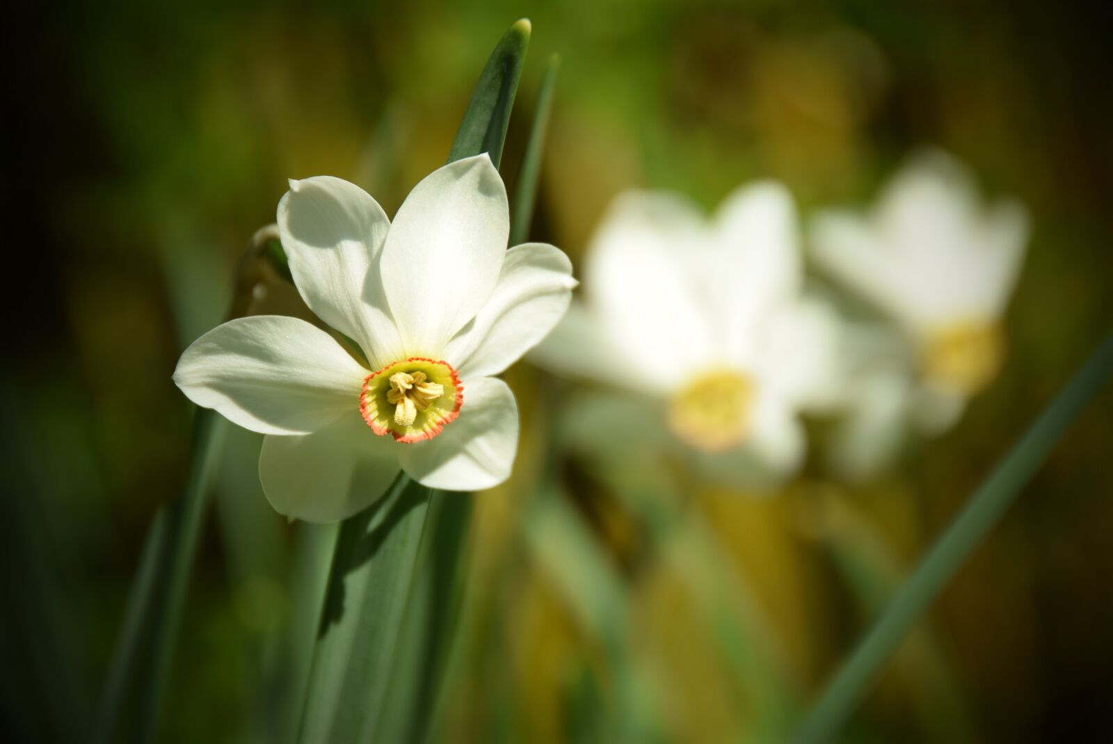 Nikon D5300 sample photo. Flower, nature, plant photography