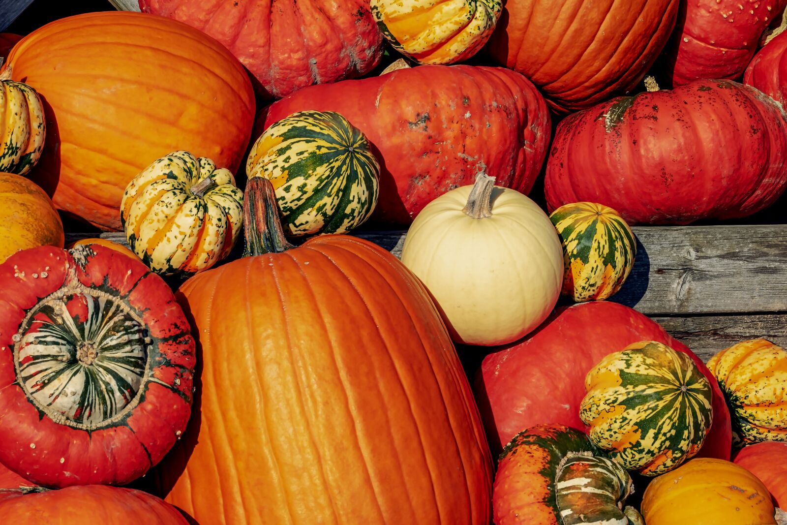 Fujifilm XF 55-200mm F3.5-4.8 R LM OIS sample photo. Pumpkins, colorful, autumn photography