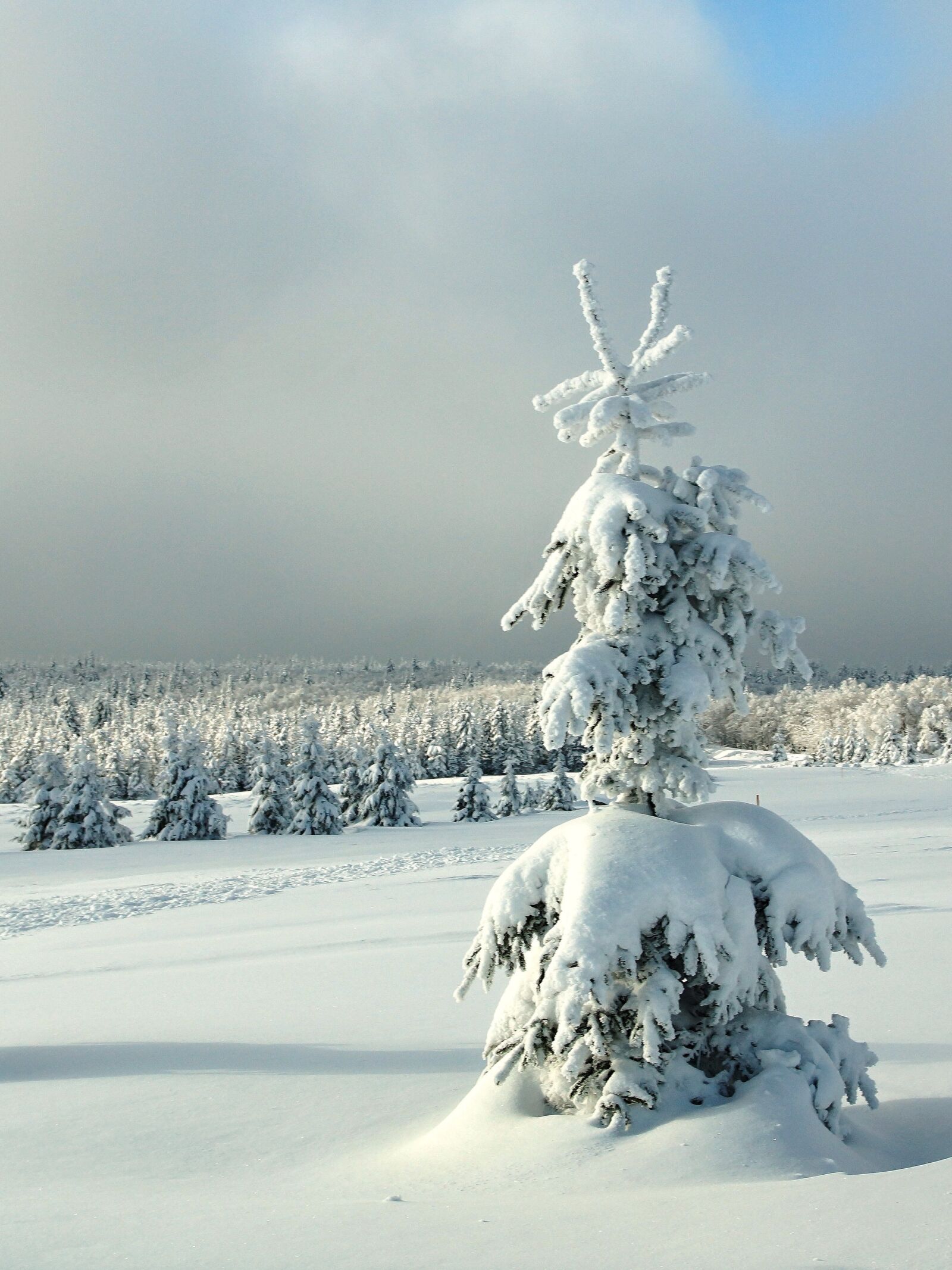 Sony SLT-A65 (SLT-A65V) sample photo. Winter, sapling, christmas landscape photography