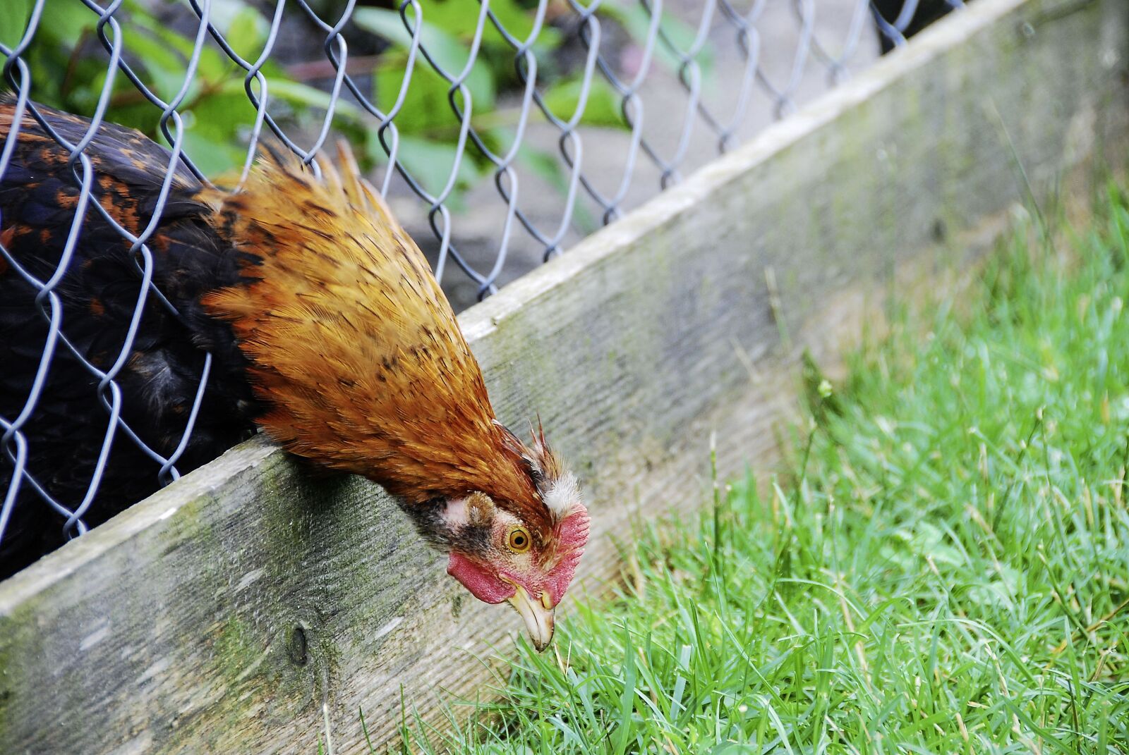 Nikon D80 sample photo. Animal, bird, chicken photography