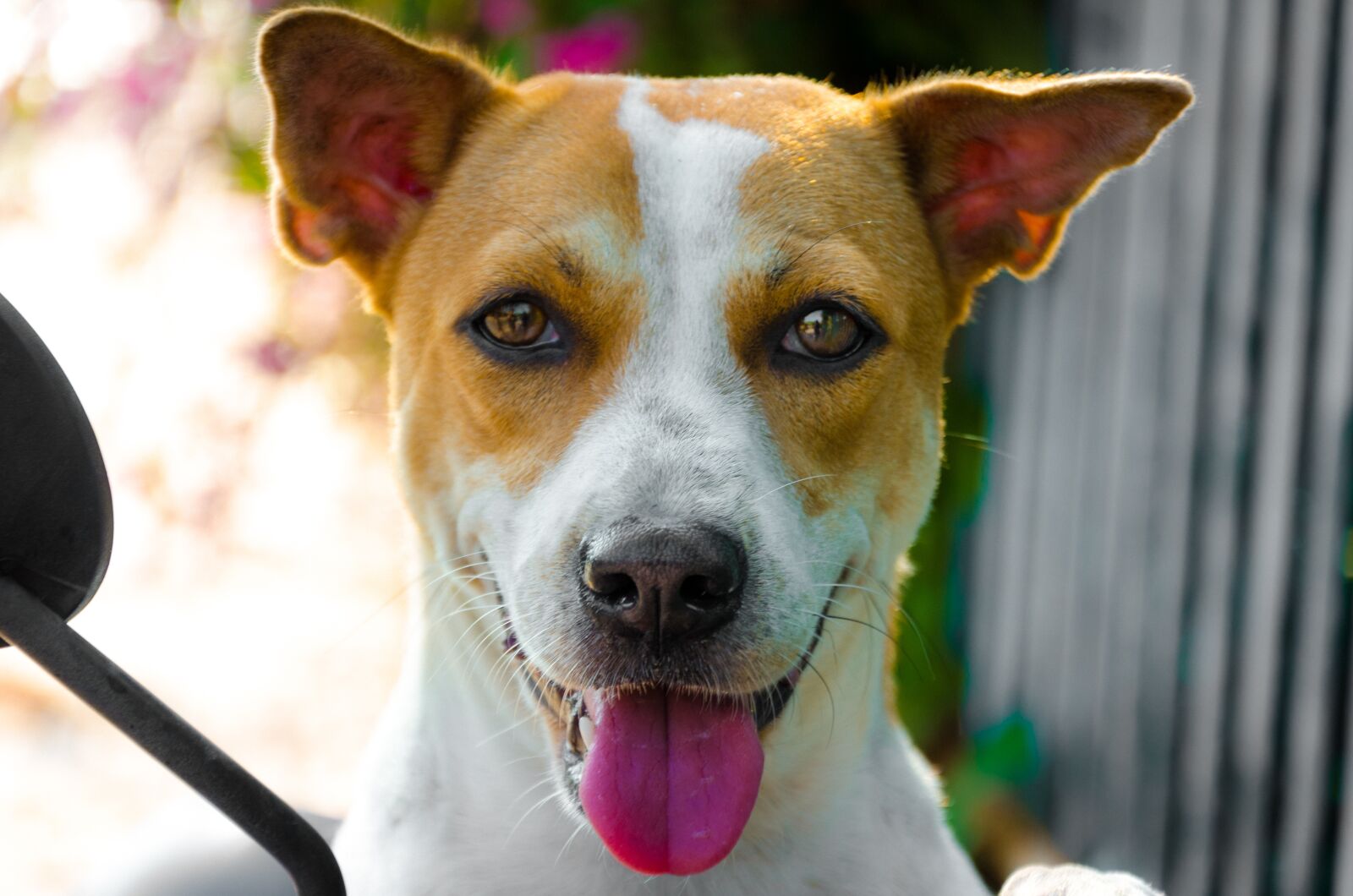 Nikon D7000 sample photo. Animal, pet, pets photography