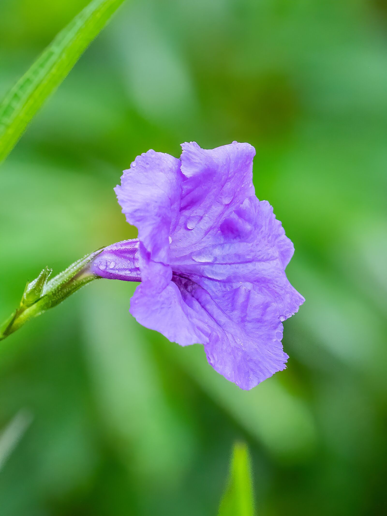 Olympus OM-D E-M1 Mark II sample photo. Flower, violet, blooming photography