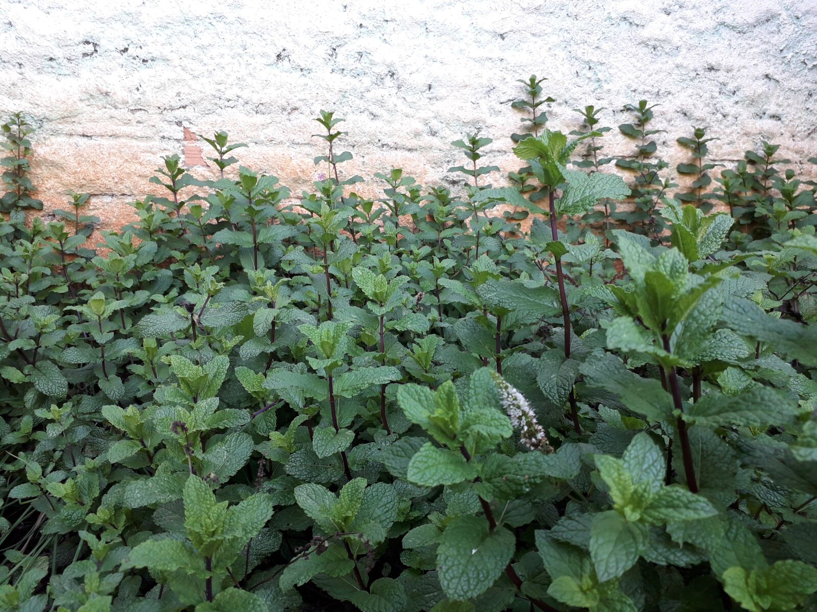 Samsung Galaxy J4 sample photo. Mint, herbs, fennel photography