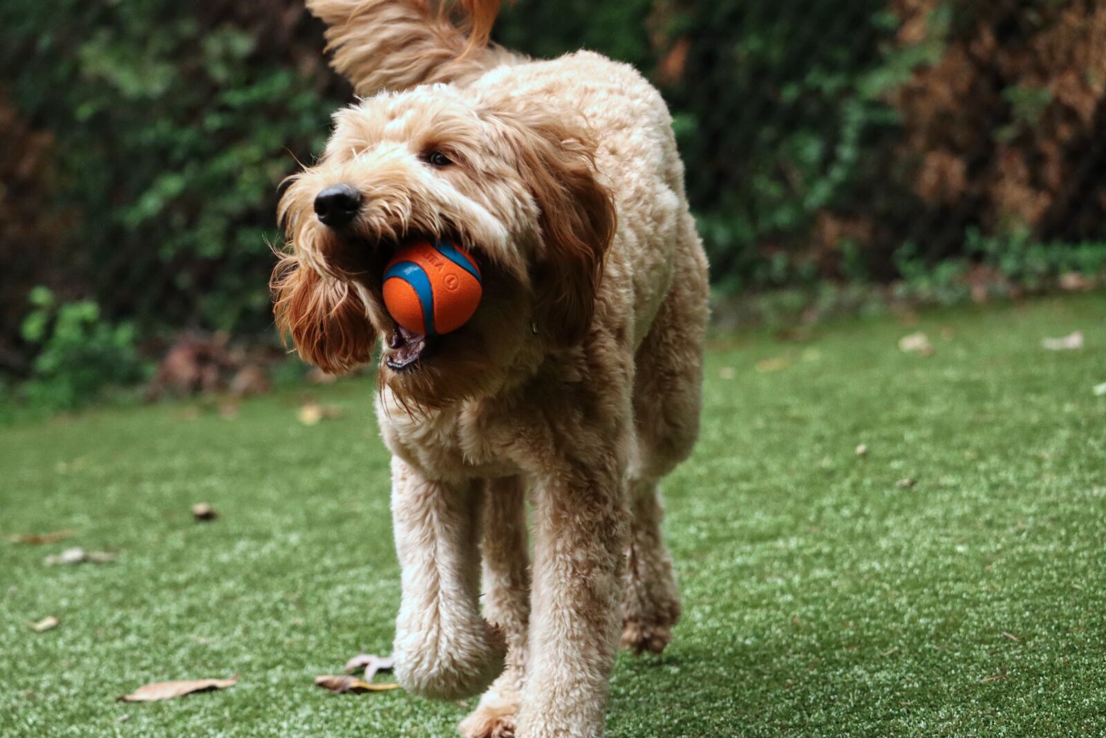 Canon EF-S 55-250mm F4-5.6 IS STM sample photo. Dog, goldendoodle, canine photography