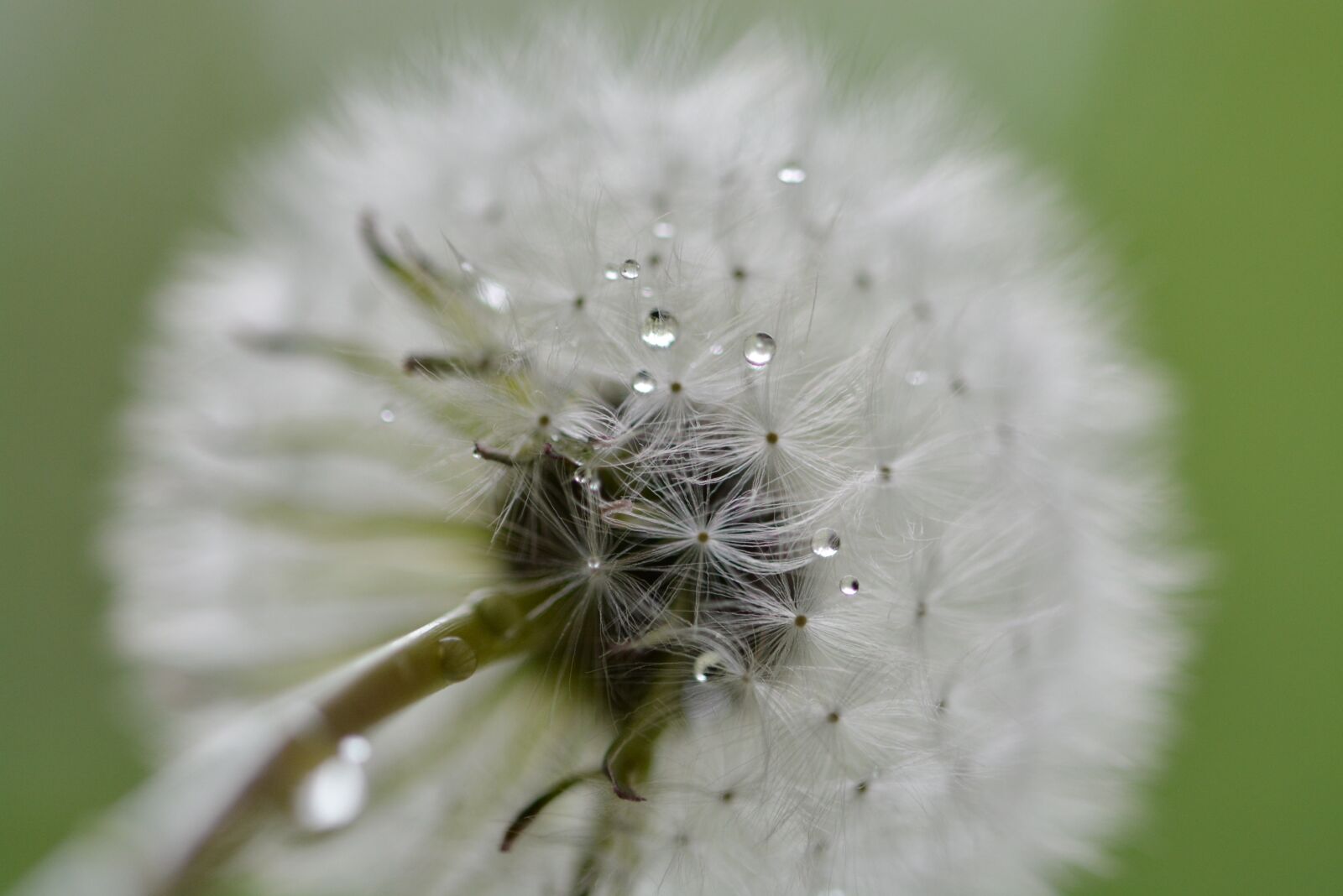 Nikon D5200 sample photo. Dandelion, drip, wet photography
