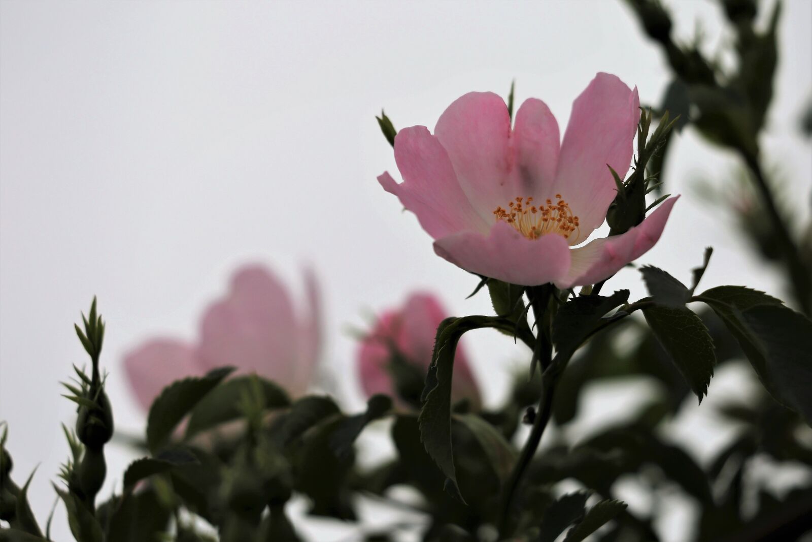 Canon EF 70-300 F4-5.6 IS II USM sample photo. Dog rose flowers, pink photography