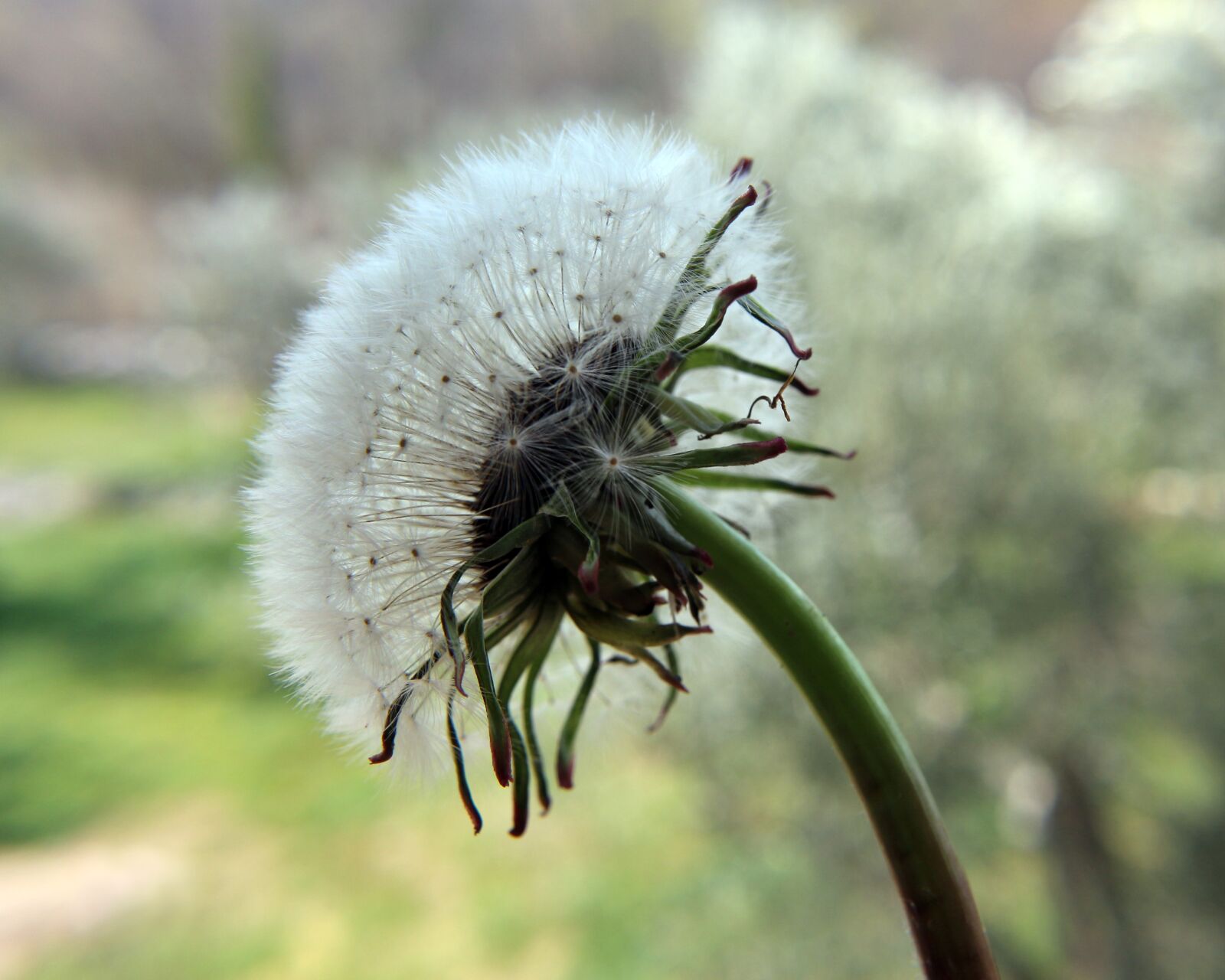 Canon EOS 700D (EOS Rebel T5i / EOS Kiss X7i) sample photo. Dandelion, make a wish photography