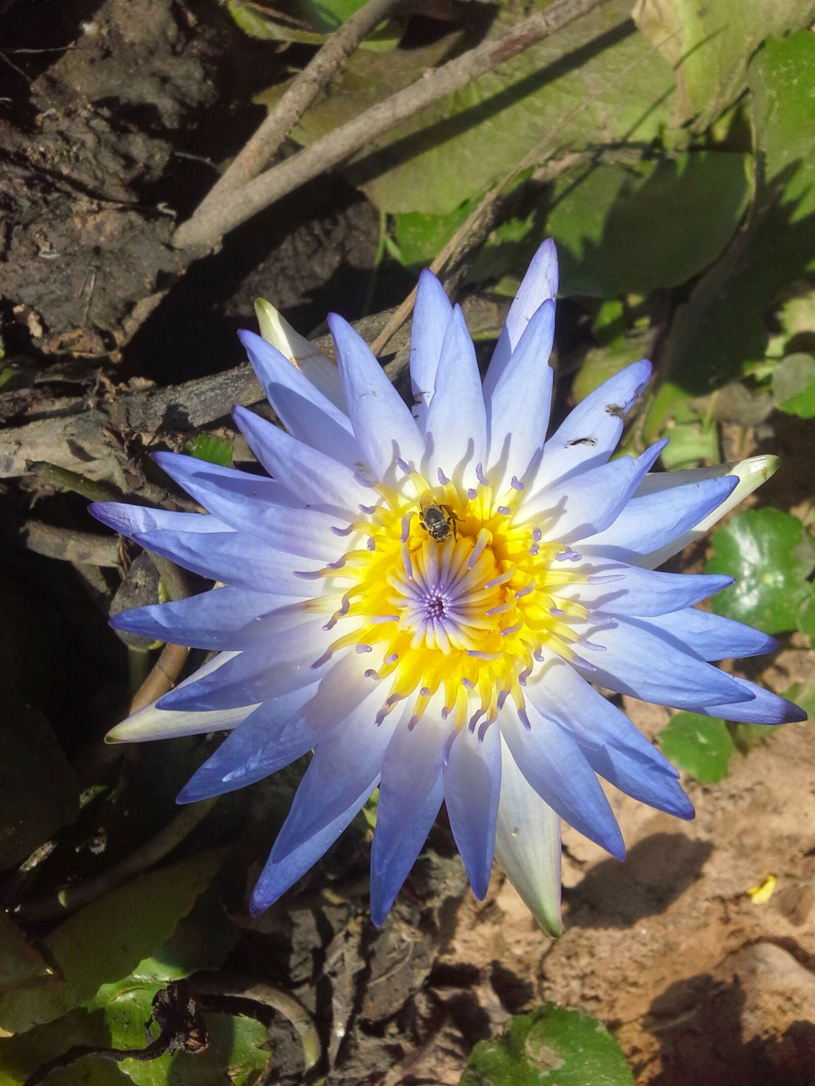 Samsung Galaxy Note 10.1 sample photo