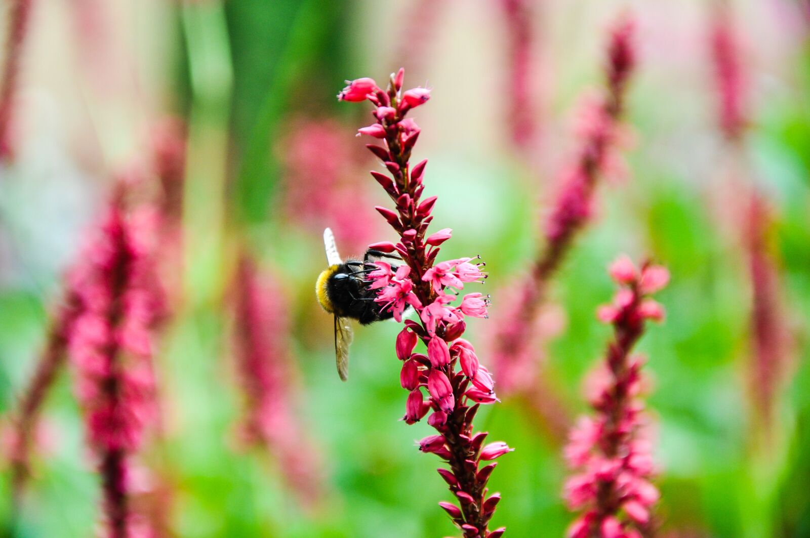 Nikon D90 sample photo. Bumblebee, pink flower, flower photography