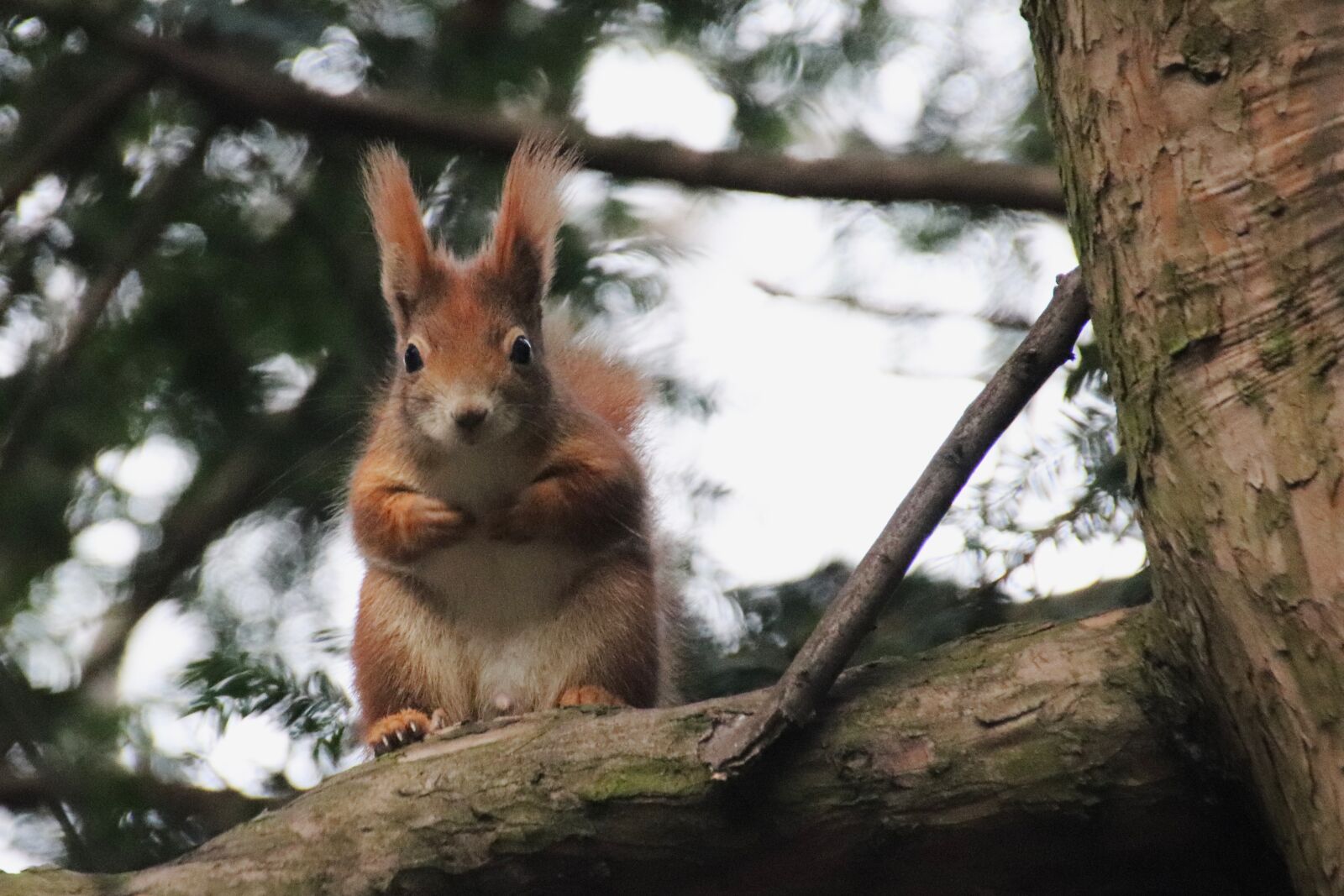 Canon EOS 77D (EOS 9000D / EOS 770D) sample photo. The squirrel, rusty, sitting photography