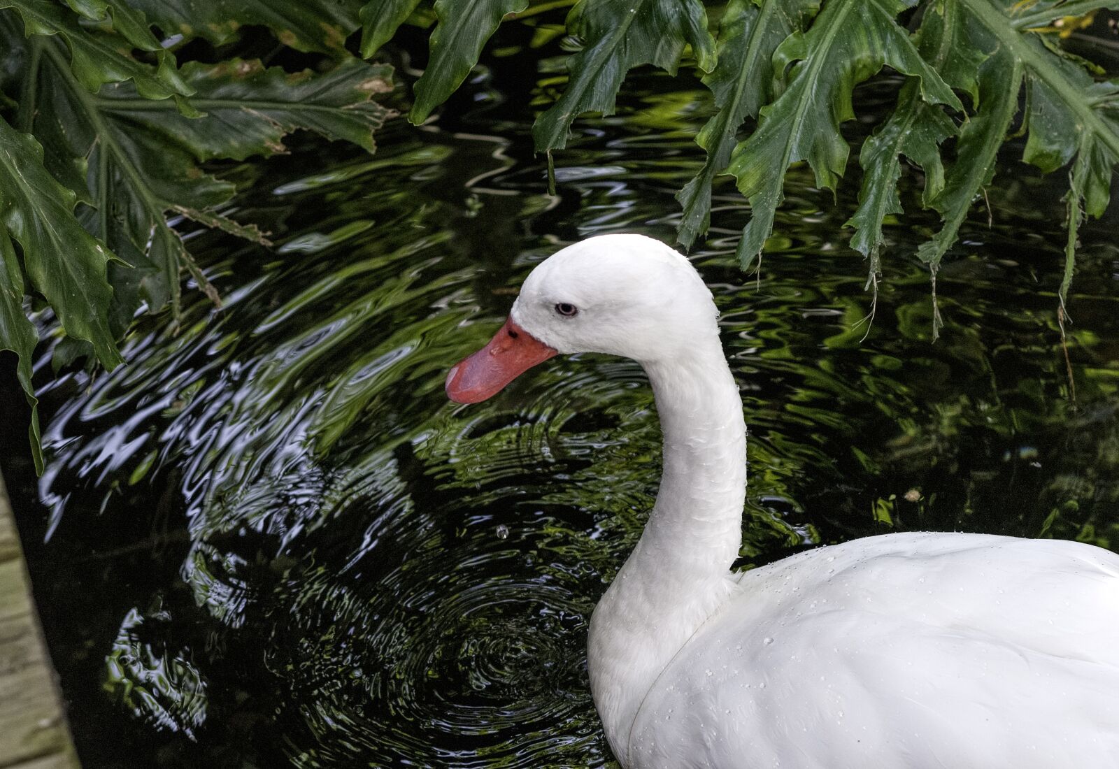Nikon D300 sample photo. Water, bird, animal photography