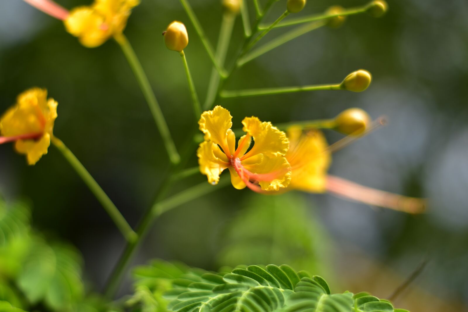 Nikon D5500 sample photo. Scallops, focus flower, yellow photography