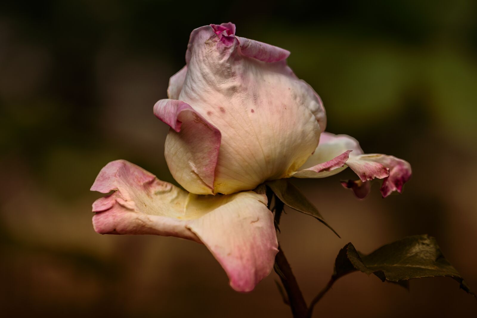 Canon EF 100mm F2.8L Macro IS USM sample photo. Garden, pink, nature photography