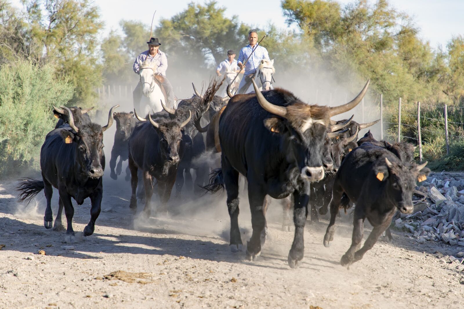 Canon EOS 6D Mark II sample photo. Camargue, bulls, horns photography