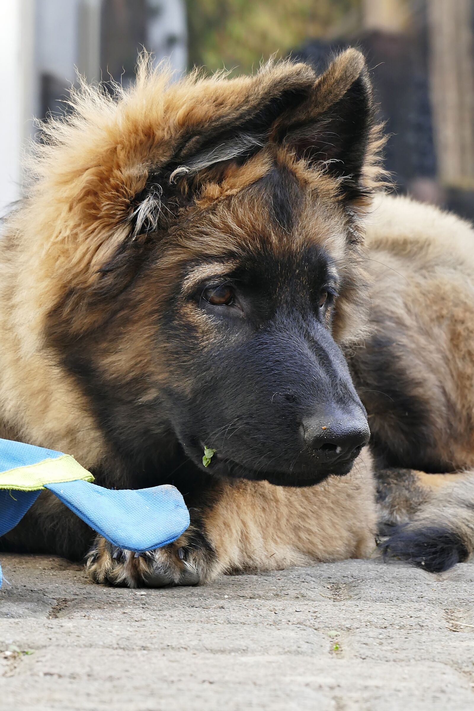 Panasonic Lumix DMC-FZ1000 sample photo. Shepherd puppy, dog, curious photography