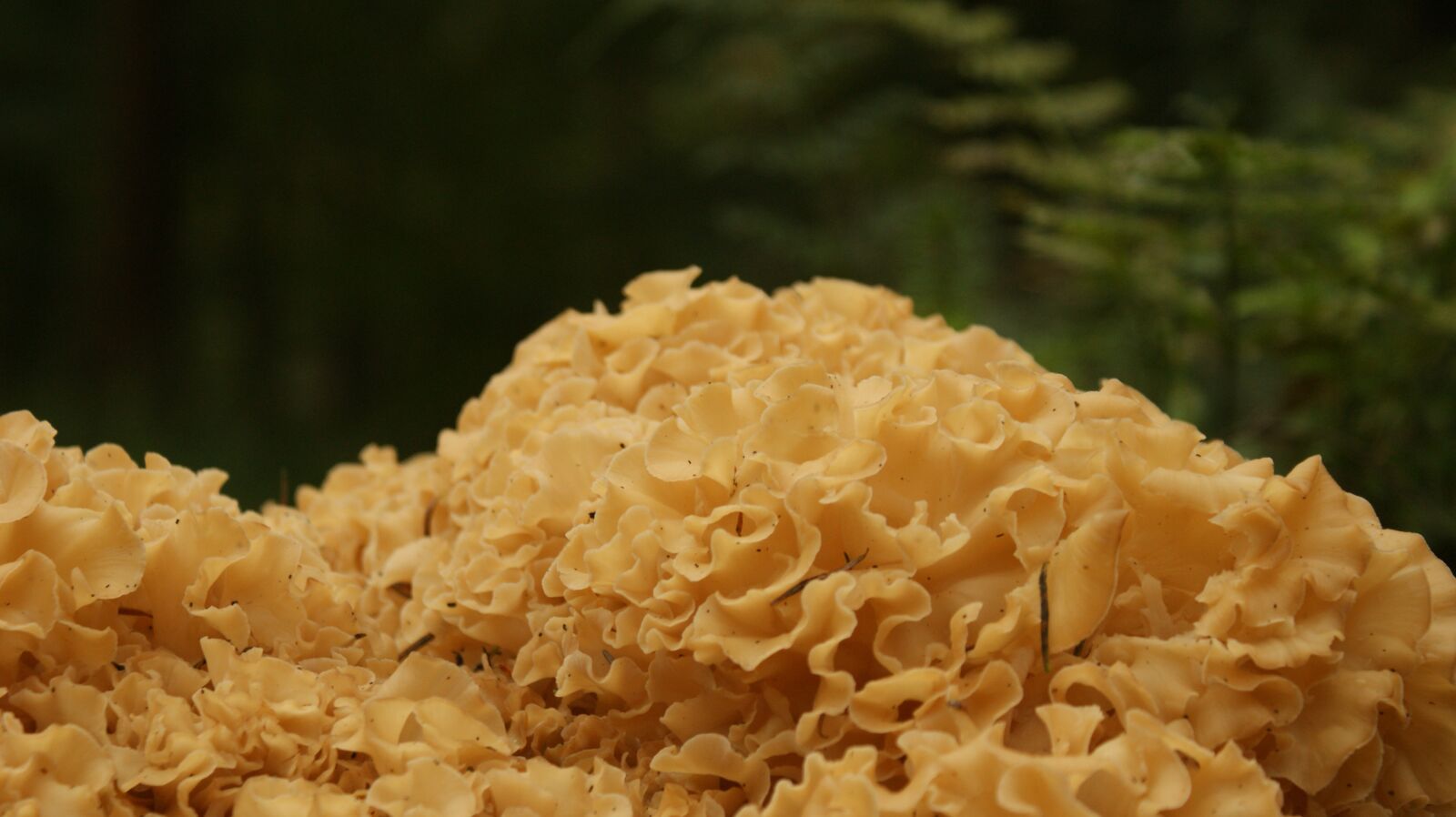 Sony Alpha DSLR-A350 sample photo. Mushroom, forest, ferns photography