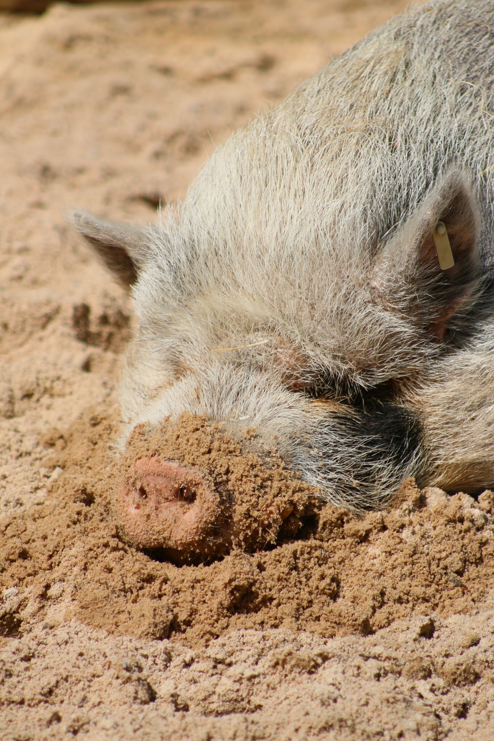 Canon EOS 70D + Canon EF 75-300mm f/4-5.6 sample photo. Pig, hairy, sunny photography