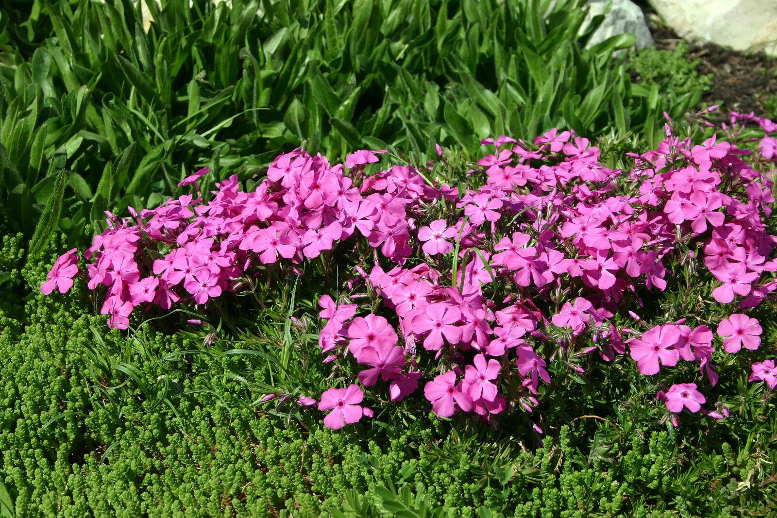 Canon EOS 300D (EOS Digital Rebel / EOS Kiss Digital) sample photo. Plox, flower, garden photography