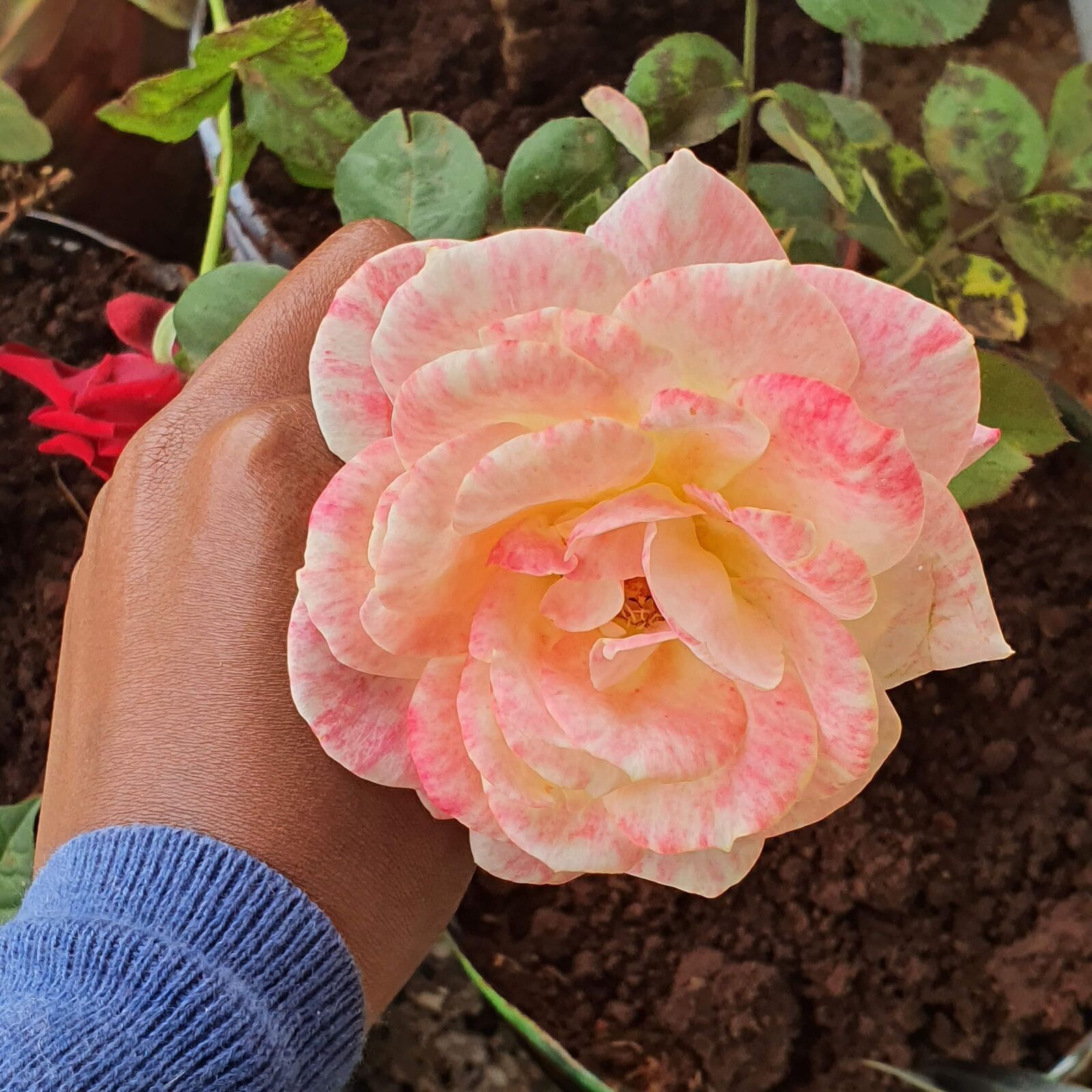 Samsung Galaxy S10 sample photo. Rose, flower, bloom photography