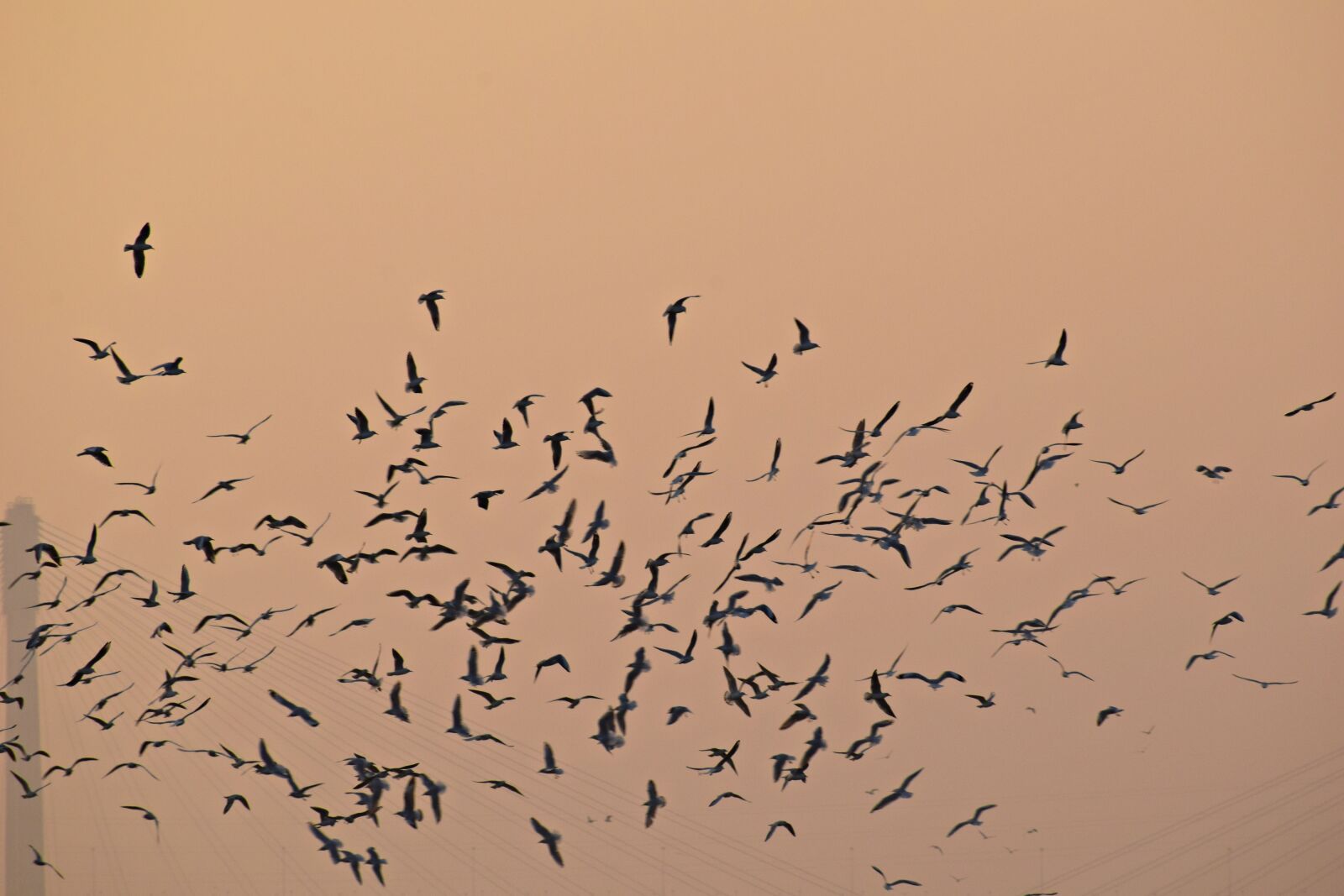 Nikon D3300 sample photo. Birds flock, flying, sunset photography