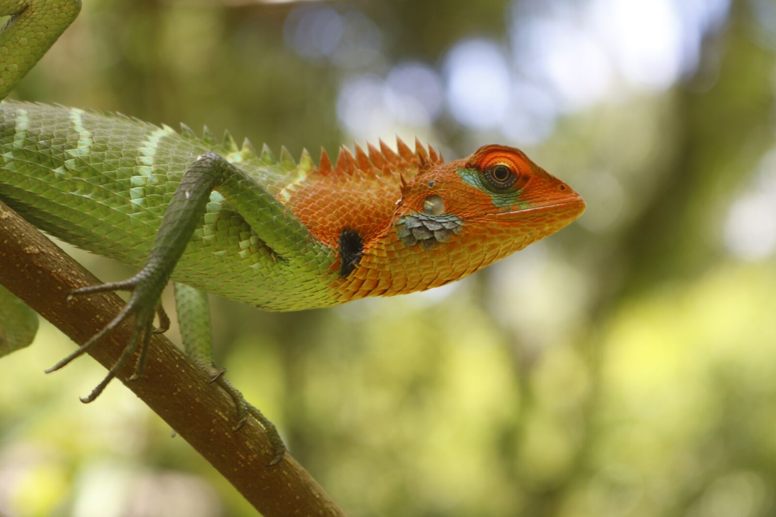 Canon EOS 750D (EOS Rebel T6i / EOS Kiss X8i) sample photo. Lizard, animal, macro photography