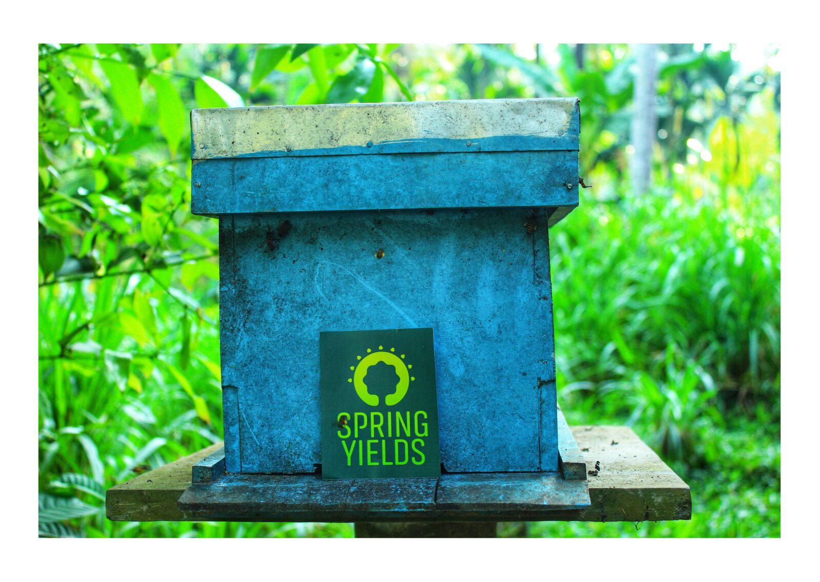 Canon EOS 700D (EOS Rebel T5i / EOS Kiss X7i) sample photo. Honey, beehive, honeybee photography