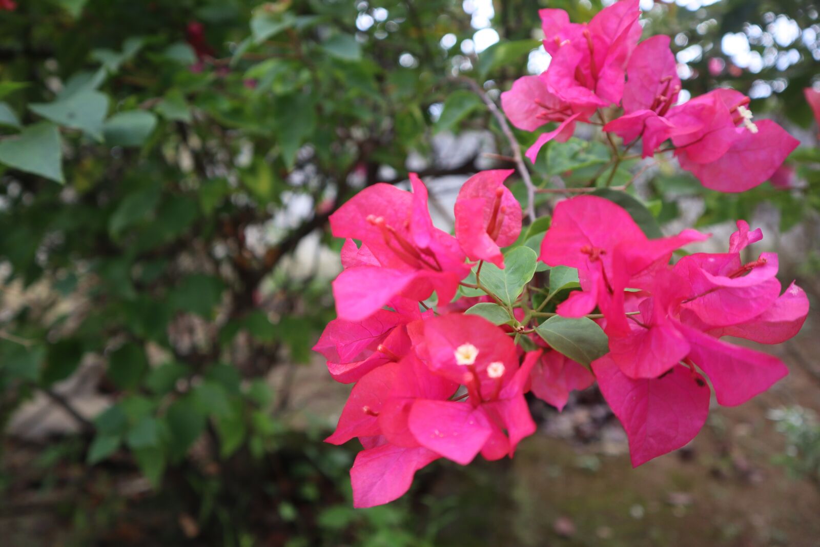 Canon EOS M50 (EOS Kiss M) sample photo. Bunga kertas, bougainvillea, flower photography