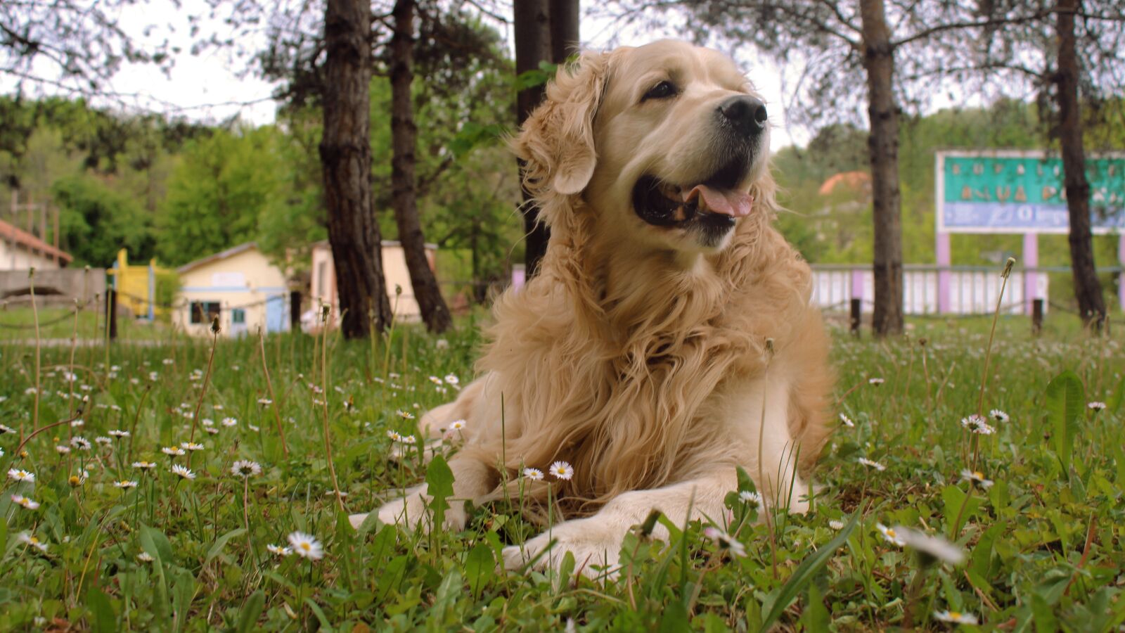 Canon EF-S 18-55mm F3.5-5.6 III sample photo. Dog, golden, golden retriever photography