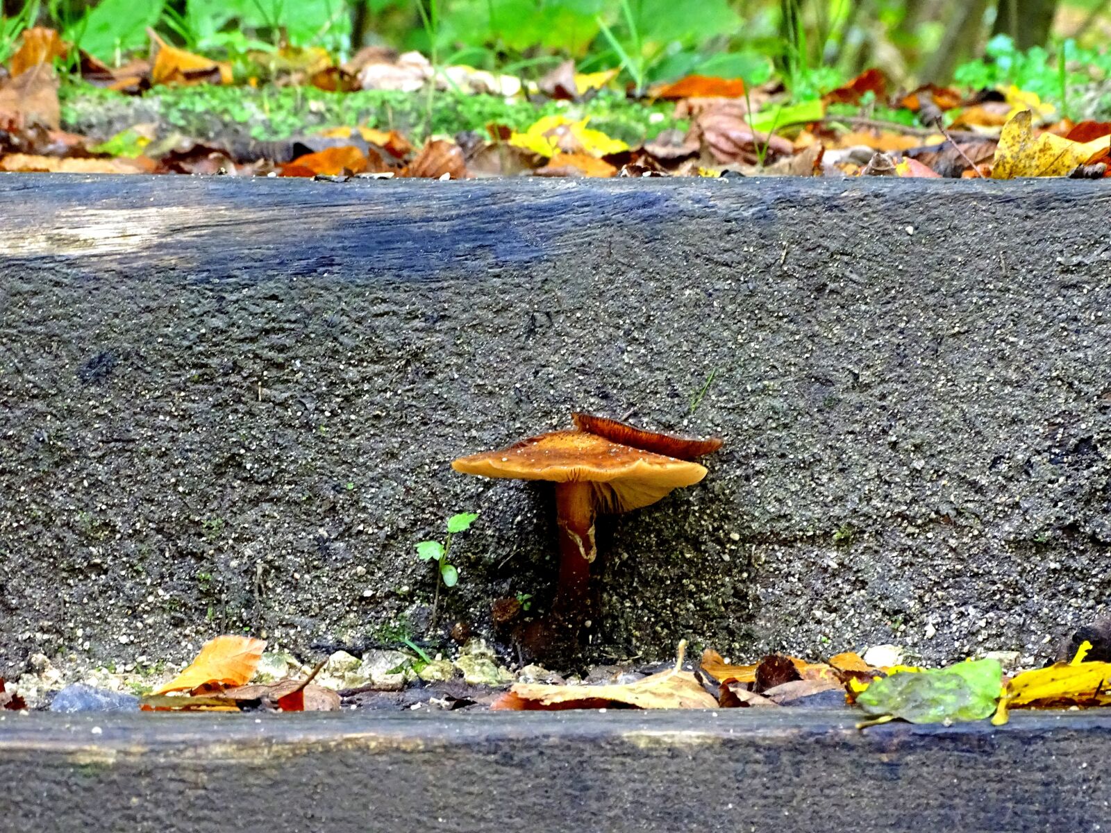 Sony Cyber-shot DSC-HX400V sample photo. Armillaria mellea, mushroom, stair photography