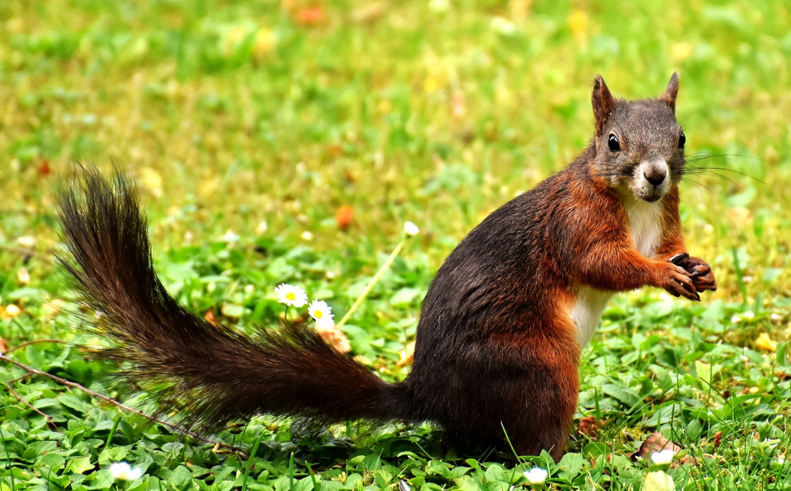 Nikon D7200 sample photo. Squirrel, nager, garden photography
