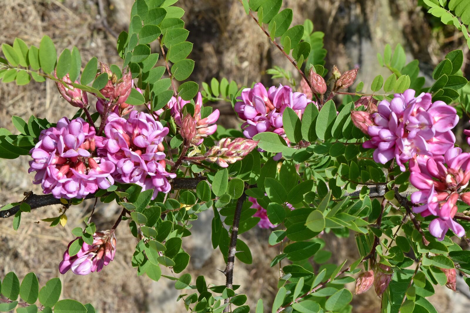 Nikon D5500 sample photo. Acacia, ecology, flowering, blooming photography