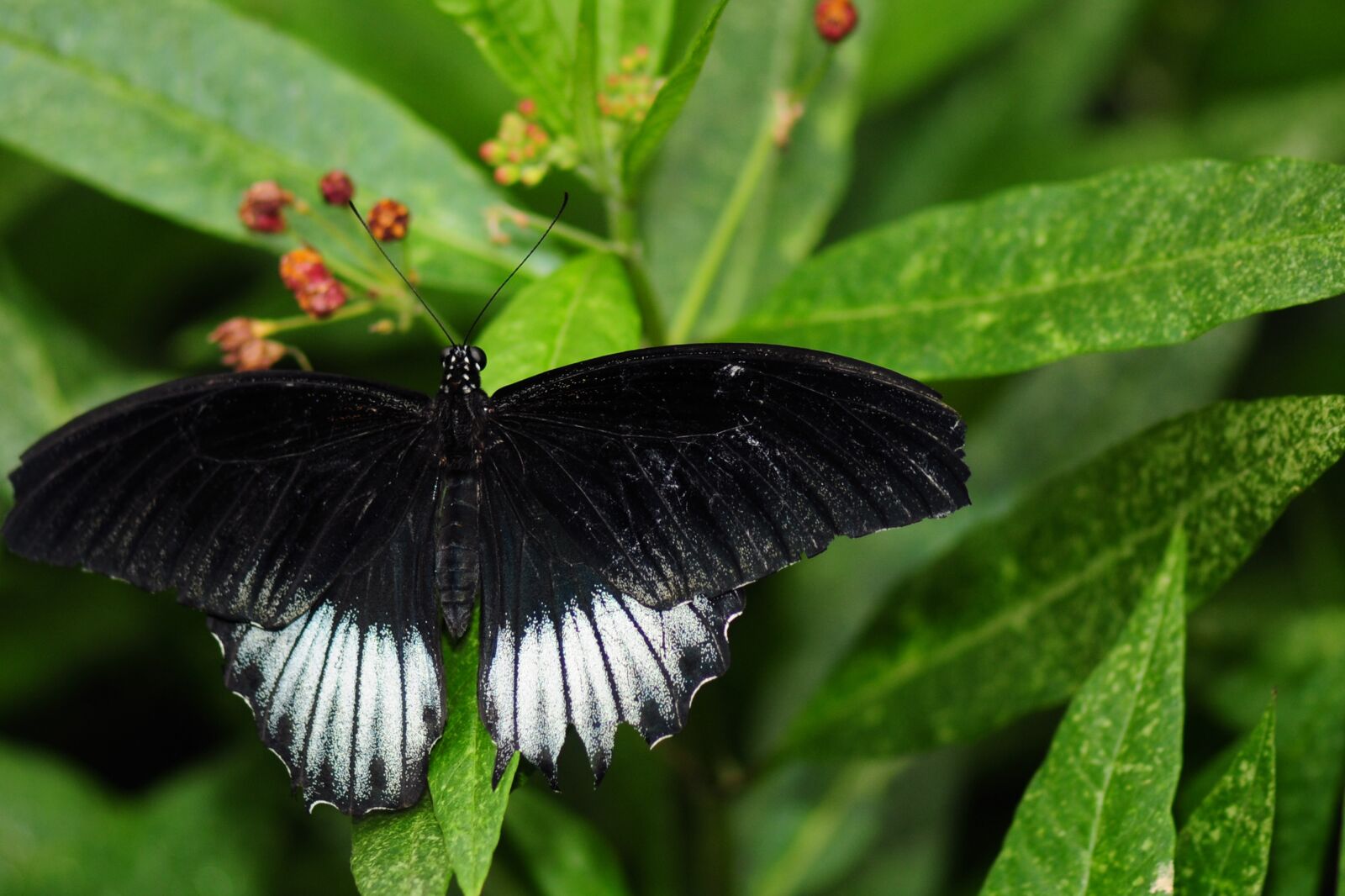 Nikon D300 sample photo. Butterfly, nature, insect photography